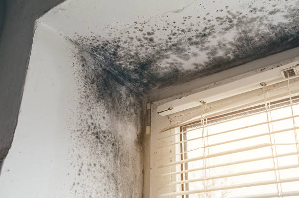 Affordable Mold Inspection And Testing solutions in Lebanon, VA