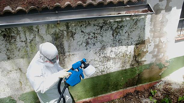 Top rated local Mold Inspection And Testing specialists in Lebanon, VA